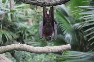 倒挂在树枝上的奇特动物