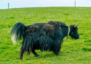 草原上的牦牛