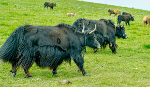 草原上的牦牛群