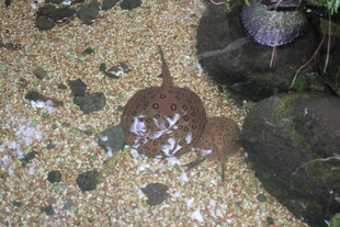 沙滩上的奇特海洋生物