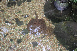 缸内独特花纹的奇异鱼类