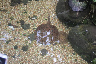 沙地上的神秘扁平海洋生物