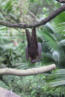 倒挂树枝的蝙蝠