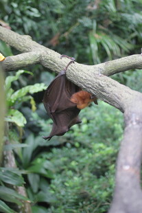 树枝上倒挂的棕色蝙蝠