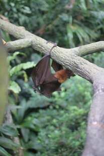 树枝上倒挂的蝙蝠