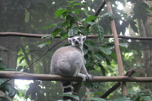 狐猴栖息于繁茂树枝间