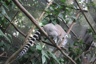 环尾狐猴攀于竹枝间