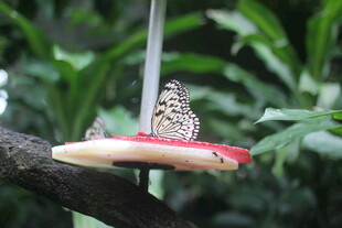 树枝上的蝴蝶与水果