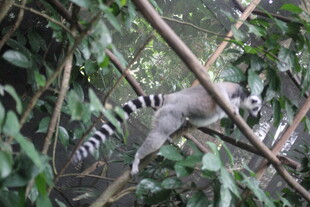 狐猴在丛林树枝间攀爬