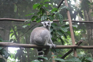 环尾狐猴栖息树枝间