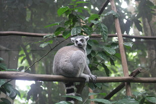 环尾狐猴栖息于树枝间