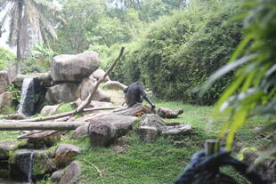 园林假山景观 自然野趣