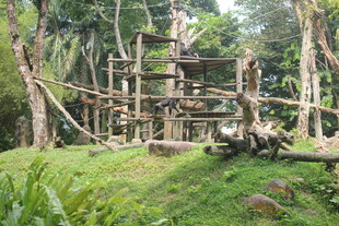 丛林中的木质树屋建筑