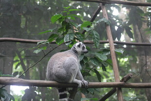 环尾狐猴坐于围栏树枝上