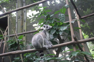 环尾狐猴栖息于繁茂树枝间