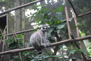 狐猴栖息于繁茂树枝间