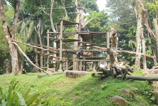 丛林中的木质树屋建筑