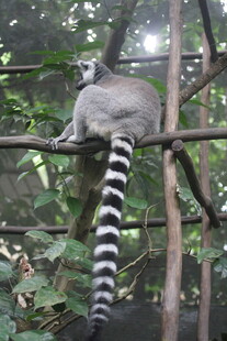 环尾狐猴栖息于树枝间