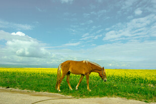 田野中低头吃草的棕色骏马