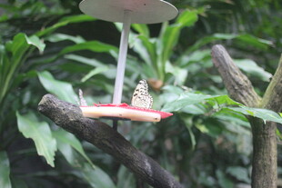 悬挂于绿植间的喂食器具