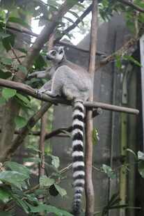 环尾狐猴栖息于树枝间