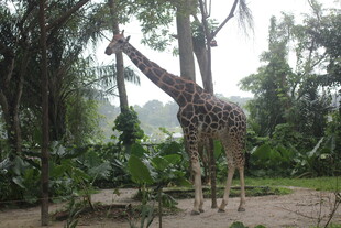 森林中的长颈鹿