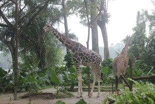 动物园中漫步的两只长颈鹿