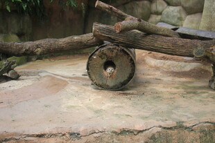 古老石轮与横卧树干