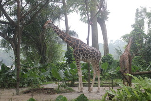 动物园中站立的高大长颈鹿