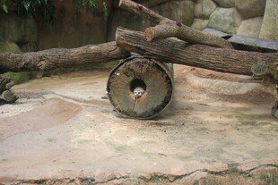 动物园中树干旁的奇特小动物