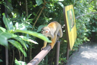 栏杆上的猴子