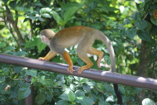 松鼠猴在杆上行走