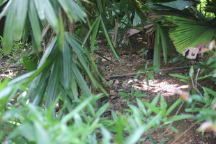 草丛中的神秘爬行动物