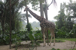 森林中的长颈鹿