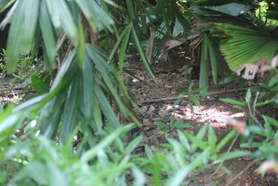 丛林中繁茂的绿植景象