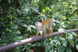 松鼠猴栖息于繁茂树枝上