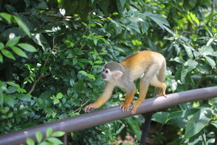 金狮狨猴在林间金属杆上