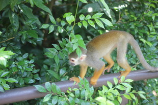 松鼠猴在绿植间的栏杆上