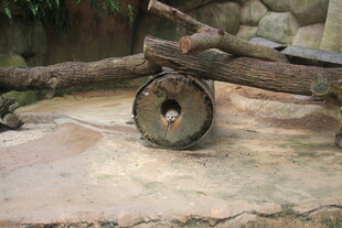 古老木轮与残枝的景象