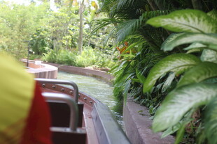 丛林中的木质观景台