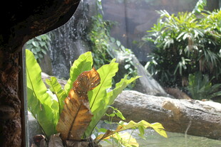 雨林中的翠绿植物景观