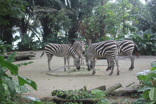 户外斑马群在自然环境中