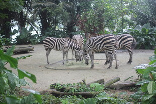 动物园中聚集的几只斑马