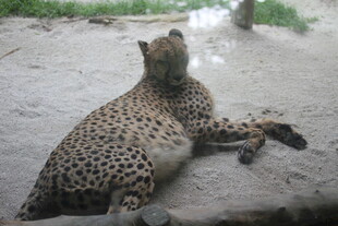 趴在地上的花豹