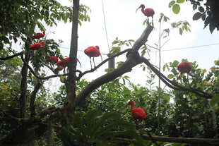 枝头绽放的鲜艳红色花朵