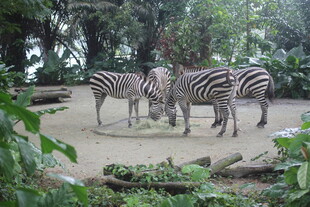 动物园中聚集的几只斑马