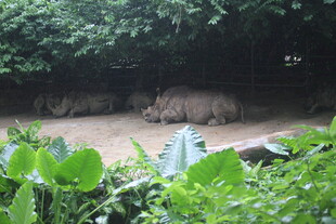 丛林中的隐蔽场景