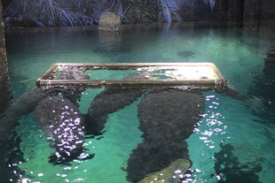 水下神秘残骸景象