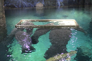 水中的金属框架与黑色物体