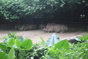 草丛中的休憩犀牛